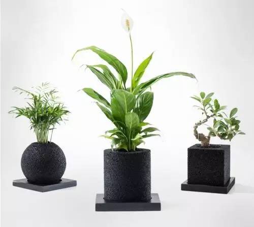 怎么除甲醛靠得牢？竹炭、植物成***“騙局”