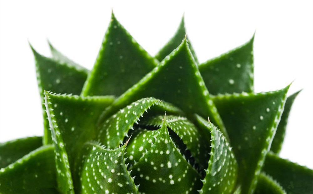 記住這四條規(guī)則，巧用植物甲醛治理！