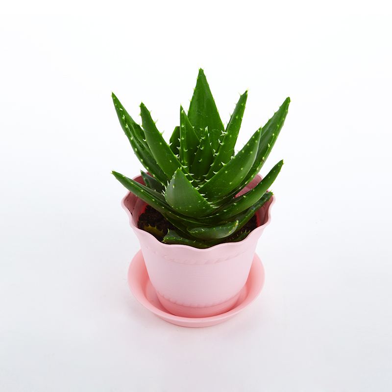 去除房間甲醛的植物有哪些？