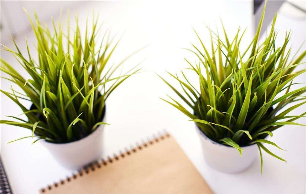 植物能治理甲醛嗎？科學(xué)使用植物很重要