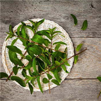植物可以去甲醛嗎？甲醛治理原理是什么