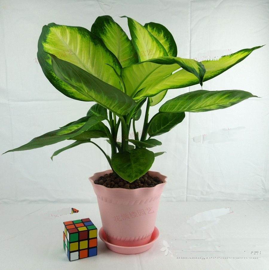 哪些植物可以除甲醛，本事***呢？