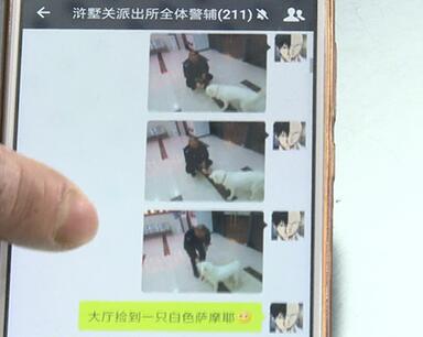 有問(wèn)題找警察，薩摩耶派出所報(bào)案，不注意這件事，對(duì)狗狗致命，警察蜀黍卻幫不上忙！