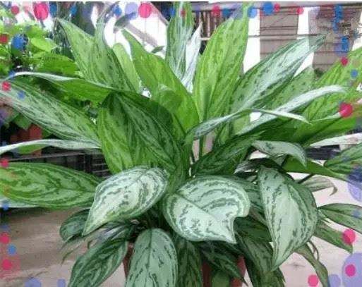 什么植物可以凈化空氣？