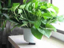 4個(gè)信號(hào)說明家里要除甲醛了，你發(fā)現(xiàn)了嗎