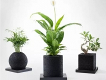 怎么除甲醛靠得牢？竹炭、植物成最大“騙局”
