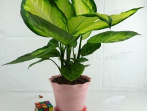 哪些植物可以除甲醛，本事最大呢？
