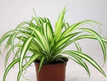 去除甲醛的綠植有哪些?你家里有嗎？